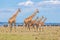 Family of Giraffes