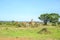 Family of giraffes in Nairobi National Park, Kenya