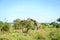 Family of giraffes in Nairobi National Park, Kenya