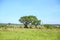 Family of giraffes in Nairobi National Park, Kenya