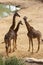 Family of giraffes standing on sandy ground