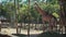 Family of giraffes in zoo park, mammal of order Artiodactyla