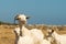 Family goat portrait. A beautiful moment of the mother and her babies.