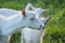 Family  goats  on a green meadow. Herd of goats