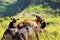 Family of goats soaking up the early morning rays of sunshine