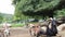 Family of goats for a walk in zoo.