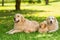 Family of golden retrievers