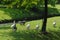A family goose on grass near a tree