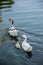 A family of goose swims in a lake