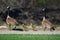 Family of gooses in a park spring