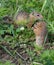 Family gophers