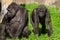 Family of gorillas in a park