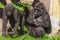 Family of gorillas in a park