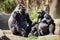 family of gorillas, sitting and relaxing in the sun