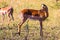 Family graceful impala