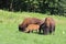 Family of grazing bison