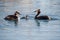 Family of great crested grebe with juvenile k swimming in lake Geneva, Switzerland. Cute Podiceps cristatus