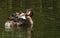 A family of Great Crested Grebe Podiceps cristatus . Their babies are riding on the back of one of the parents.