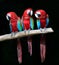 Family of green-winged macaw perching together on timber expose to sunlight over black background