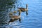 A family of greylag geese, Anser anser, paddling across the blue water of the boating lake in Regent`s Park, London. The large