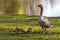 Family of greylag geese, Anser anser with small babies