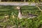 Family of greylag geese, Anser anser with small babies