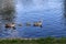 A family of greylag geese, Anser anser, swimming in a line across the blue water of the boating lake in Regent`s Park, London. Th