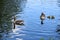 A family of greylag geese, Anser anser, with three chicks floating across a clear blue lake