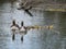 Family of greylag geese with small babies