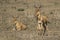 Family group Cokeâ€™s Hartebeest or Kongoni in the Serengeti Nat