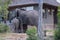 Family group of elephants drinking water from a plunge pool at a private camp in the Sabi Sand Game Reserve, South Africa.