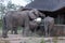 Family group of elephants drinking water from a plunge pool at a private camp in the Sabi Sand Game Reserve, South Africa.