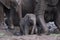 family group of muddy African elephants