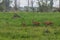 Family group of red deer and fawns