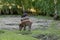 Family Group of Wart Hogs Grazing Eating Grass Food Together