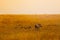 Family group of warthogs in Kenya savanna desert