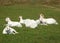 Family group of white farm goats laying down in a field