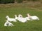 Family group of white farm goats laying down in a field