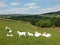 Family group of white farm goats laying down in a field in west yorkshire countryside