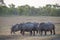 A family group of white rhinos gathered together.