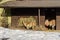 A family of guanaco-female and male near the feeder with hay in the zoo on a sunny spring day. Moscow, Russia.