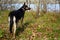 Family guard and protector. Dog in the forest