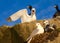 Family of gulls (kittiwakes)