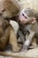 Family of Hamadryas baboons in zoological garden