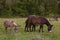 Family of happy donkey