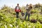 Family Harvesting Produce From Allotment Together