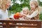 Family harvesting pumpkins