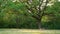 Family having picnic under oak tree after bike ride