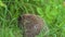 Family of hedgehogs newborn baby with mother in green grass. Close up view. Wildlife nature concept