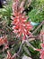 Family heirloom aloe vera flower